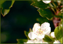 4 Season Lawn and Garden Services